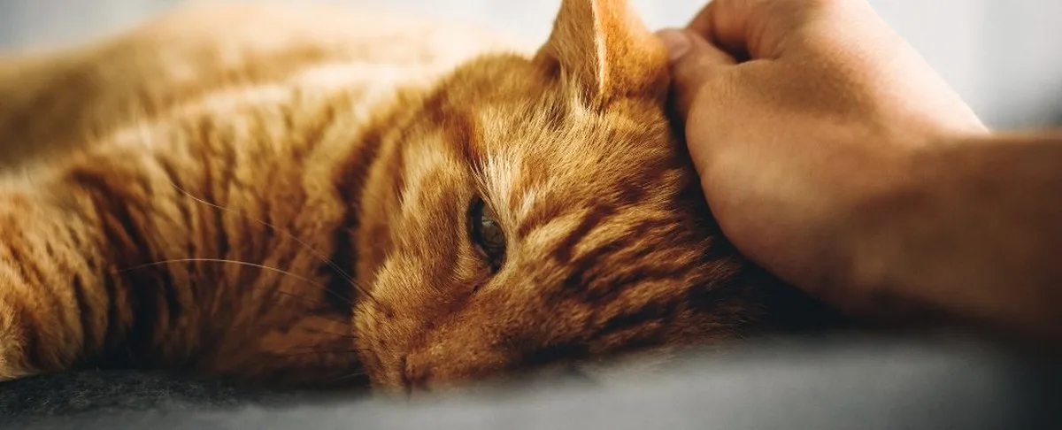 Study shows the effect petting your dog or cat has on stress levels