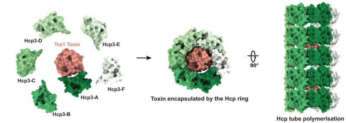 The Hcp proteins encapsulate the toxin and the complexes form a long tube which contracts to deliver the toxins. Credit: Imperial College London and NTU Singapore NTU scientists outsmart resistant bacteria