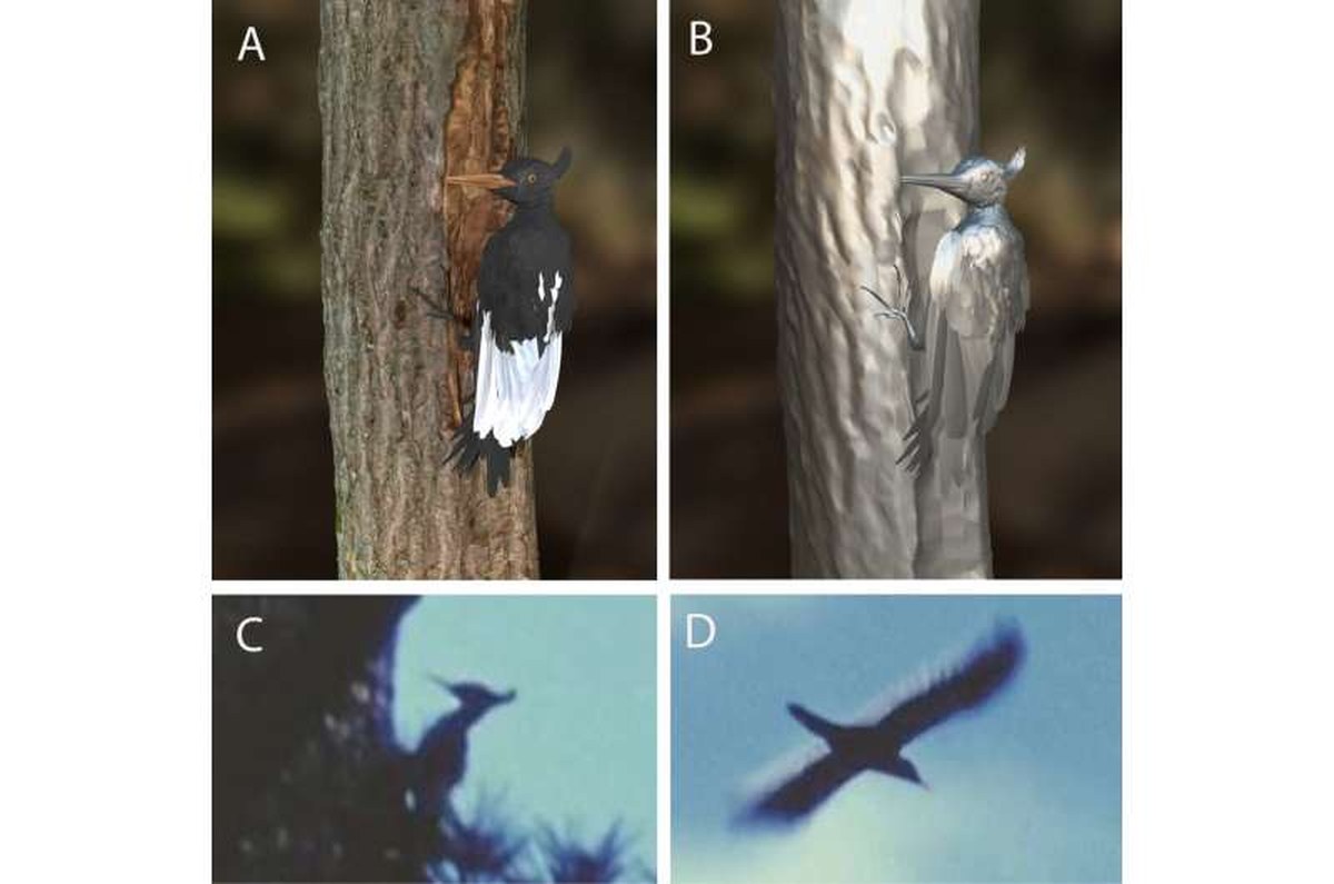 Imperial Woodpecker returns to life as a detailed digital specimen
