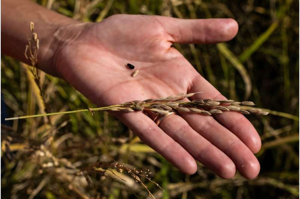 Italy is the largest producer of rice in Europe but the sector is in crisis