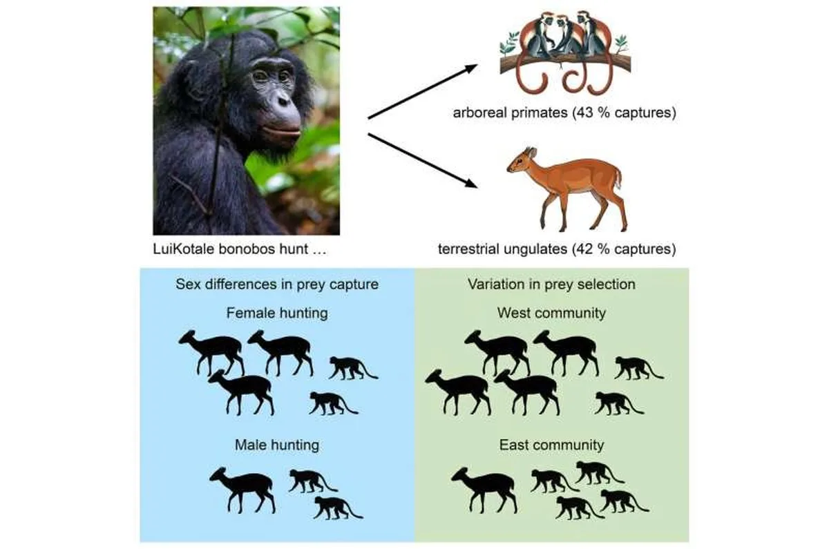 Graphical abstract. Credit: Current Biology (2026). DOI: 10.1016/j.cub.2026.09.082 Bonobo females hunt more than males, decade-long study reveals
