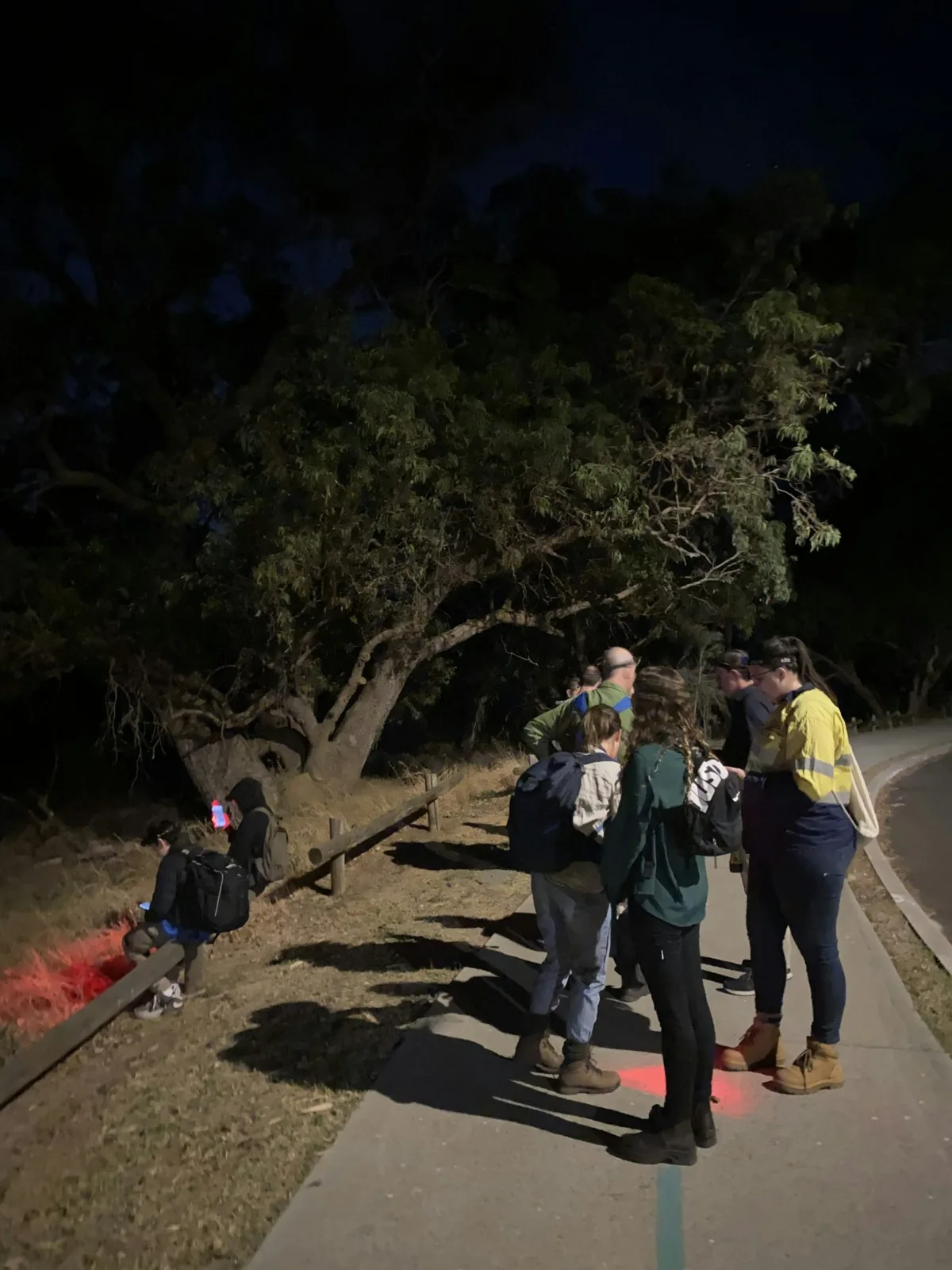 Looking for bats after dark can help science – and change how we see them