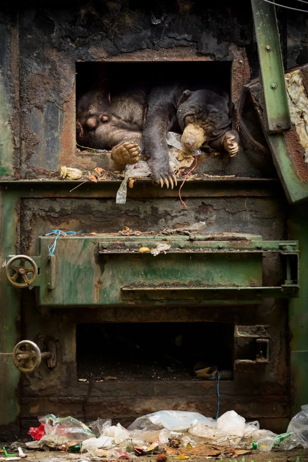 a bear in a garbage truck