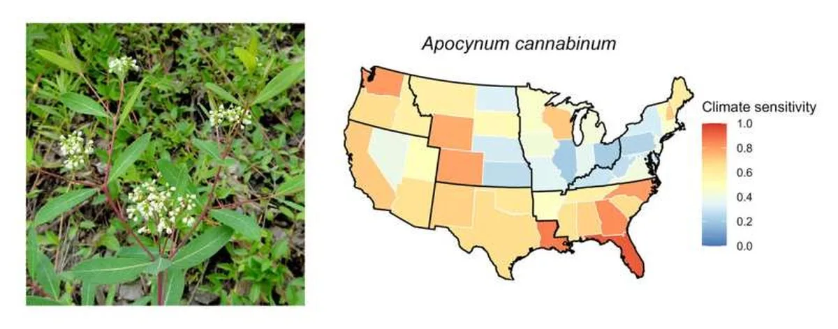 The perennial herb Apocynum cannabinum, also known as dogbane, grows across the lower 48 states but differs in its climate sensitivity in different regions. Dark red signifies states in which this species exhibits the greatest climate sensitivity, and dark blue delineates states where the same plant is minimally sensitive to climate. Credit: Graphic: Weiqing Qu. Public domain photo: Cbaile19 Study finds plant climate sensitivity varies by region