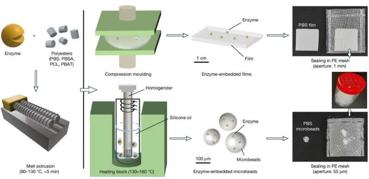 Preparation of enzyme-embedded polyesters in film and microbead forms. Credit: Nature (2026). DOI: 10.1038/s41586-026-11192-1 Enzymes help plastics break down faster in the deep sea