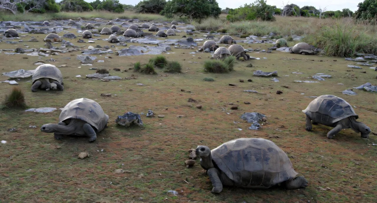 a group of giant tortoises on grass