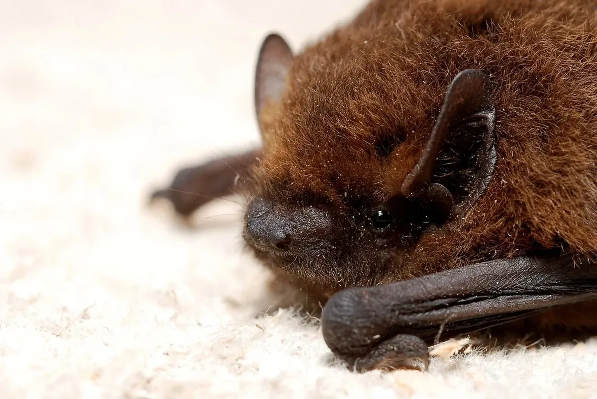 close-up on the head of a resting pipistrelle bat