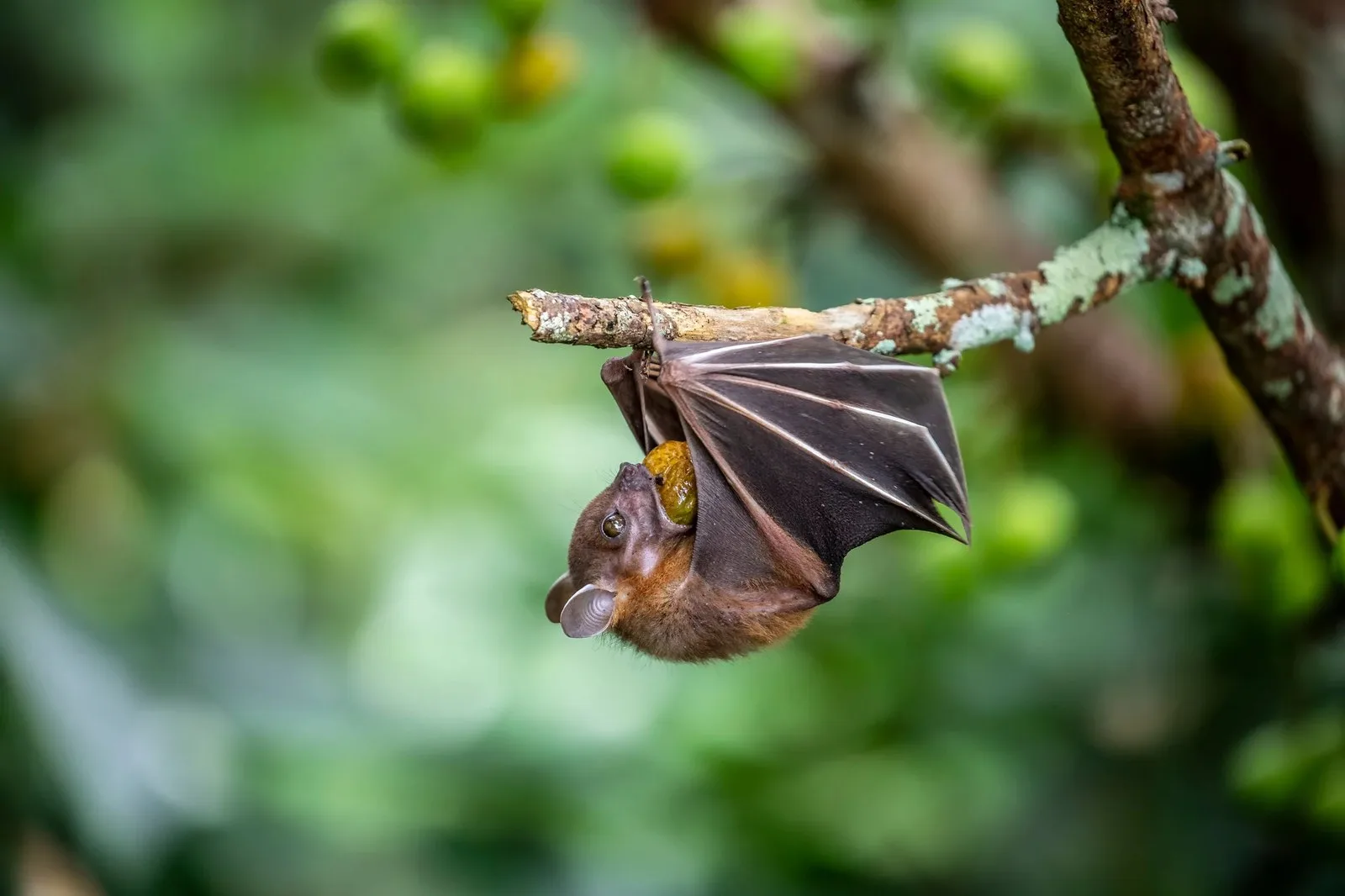 bat on branch eating fruit