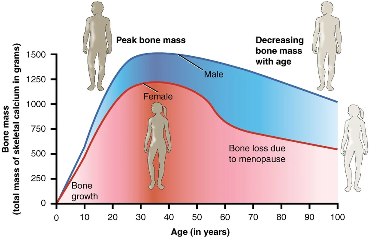 Adding Testosterone to Estrogen Therapy May Have a Surprising Benefit For Women's Bones