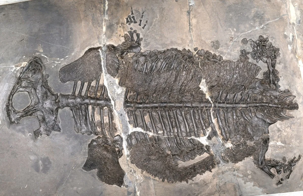 New fossil evidence reveals the first fully marine amphibian, Gerrothorax maritimus, which dates to the Late Triassic period nearly 237 million years ago. The animal had a flattened body that was covered in bony armor, a potential defense mechanism against predators like ichthyosaurs.
Image: Ryosuke Motani, UC Davis.