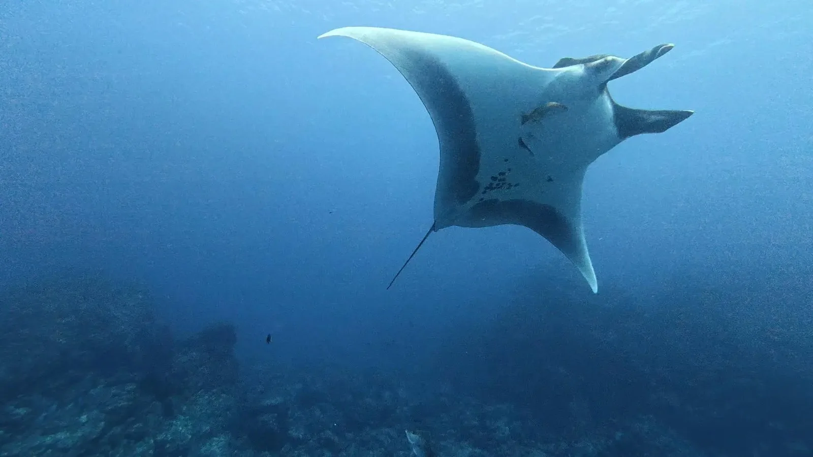 a manta ray swimming