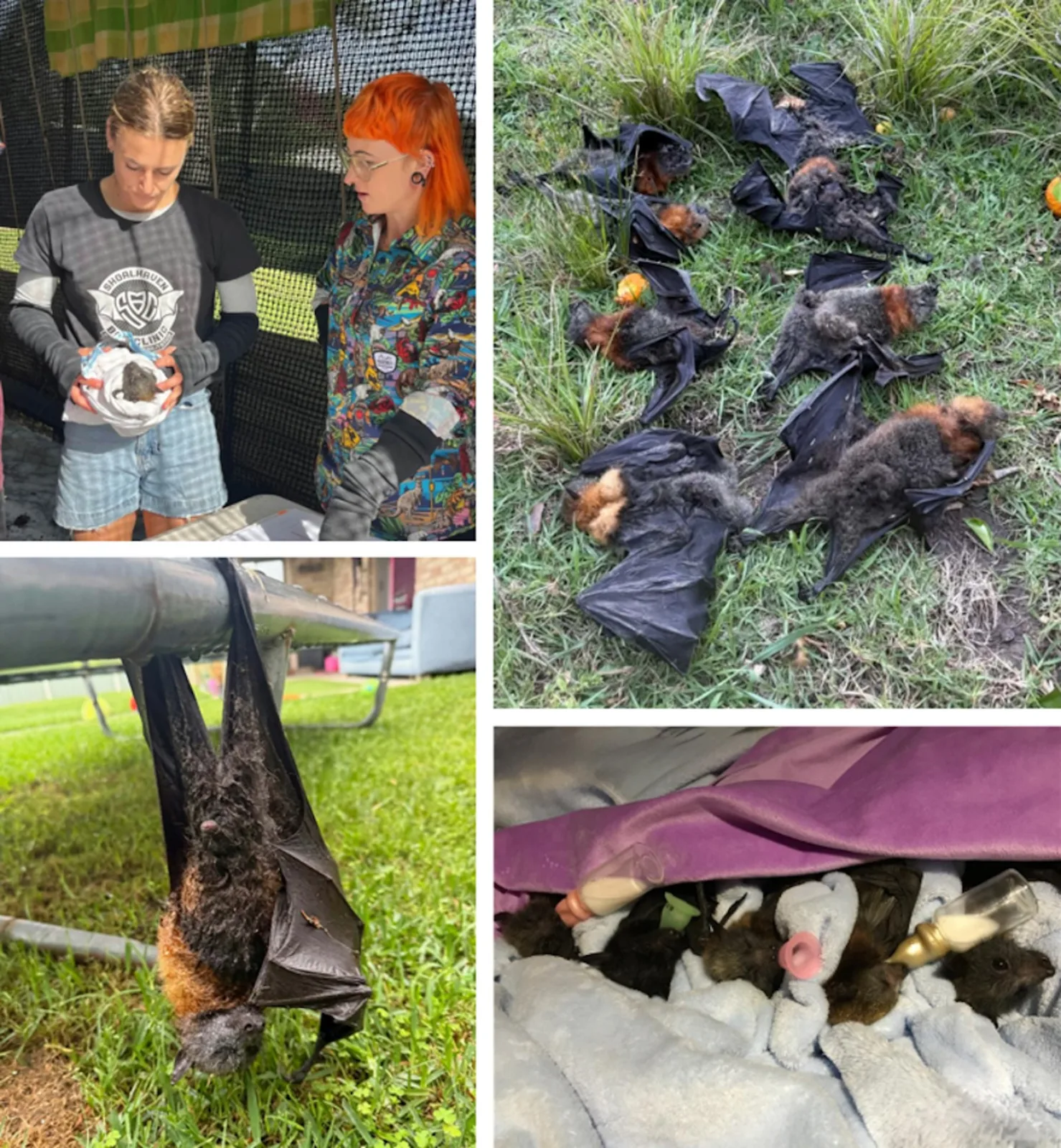 Flying-foxes are starving. Why are we still responding one crisis at a time?