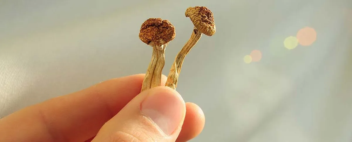 Scientists Reveal What Your Brain Looks Like on Psilocybin