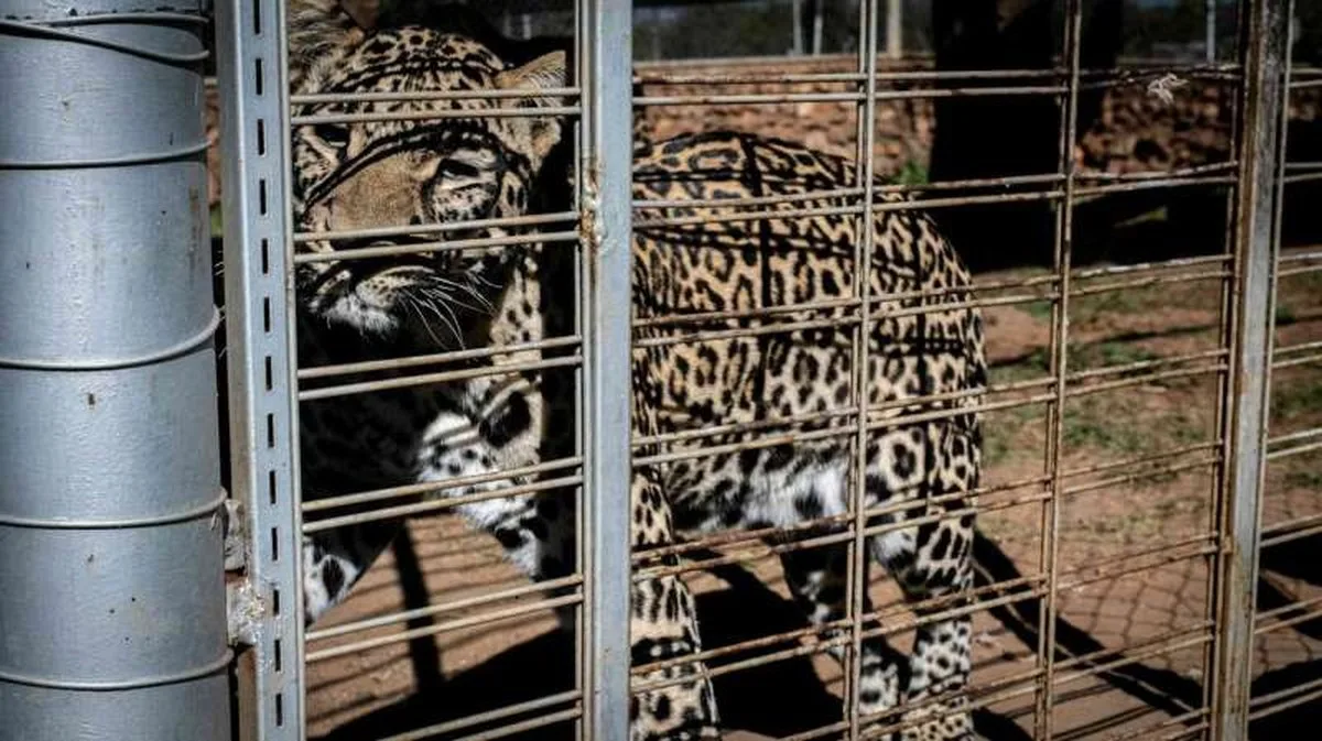 A leopard kept in a small enclosure.