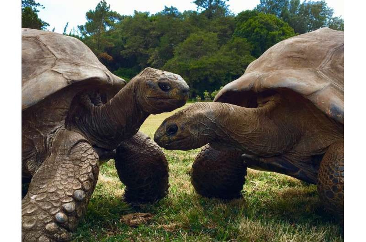 Genetic analysis of the world's oldest land animal reveals secret of living 194 years