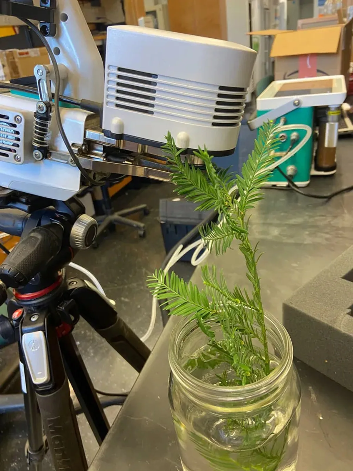 A photograph of a coast redwood sample sits in water during an experiment in the lab