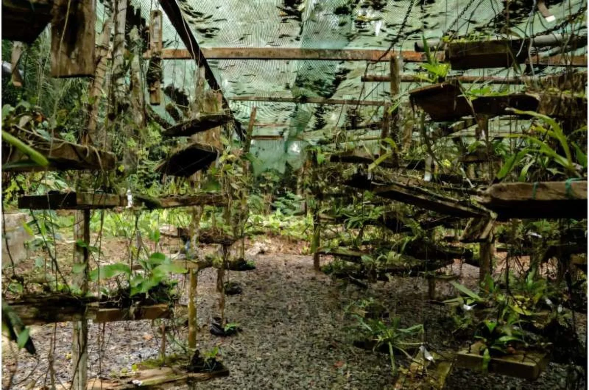 The Sibang botanical garden acts a museum for Gabon's rich plant life