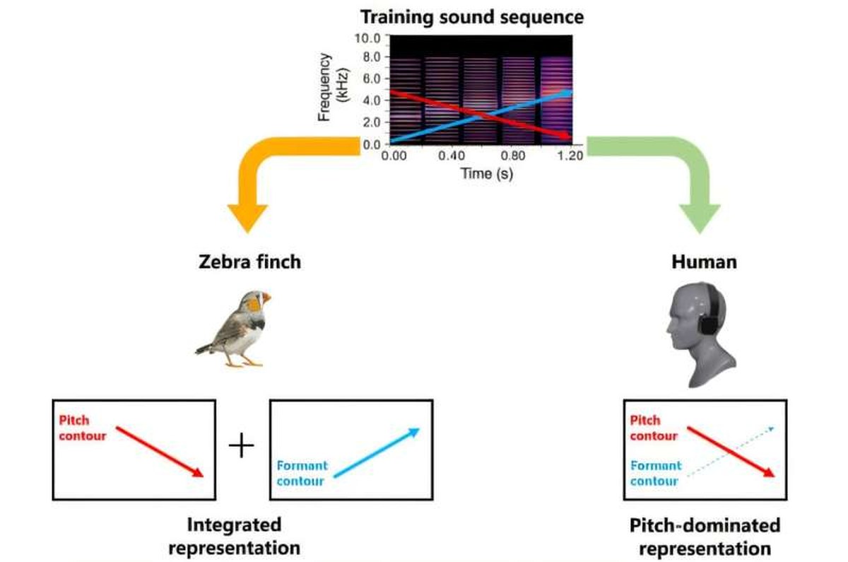 Humans and songbirds hear the same sounds, but organize them differently