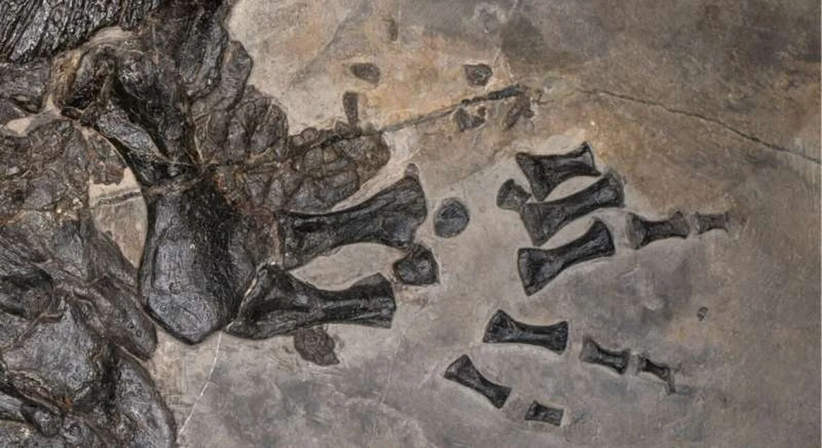 The fossilized left hand of the newly discovered prehistoric marine amphibian Gerrothorax maritimus. Credit: Ryosuke Motani/UC Davis Researchers unearth fossil evidence of first fully marine amphibian