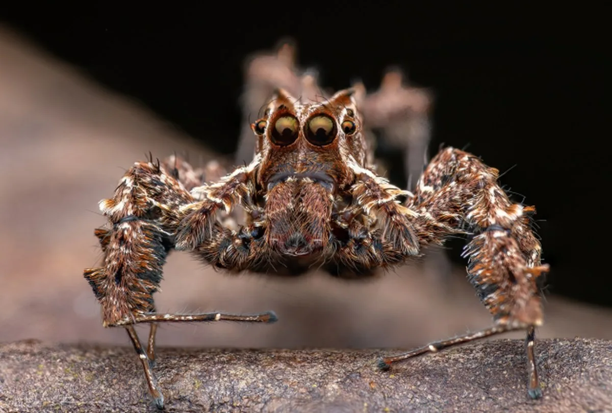 Spiders Can Rack Up REM-Like Sleep Debt, Just Like Humans
