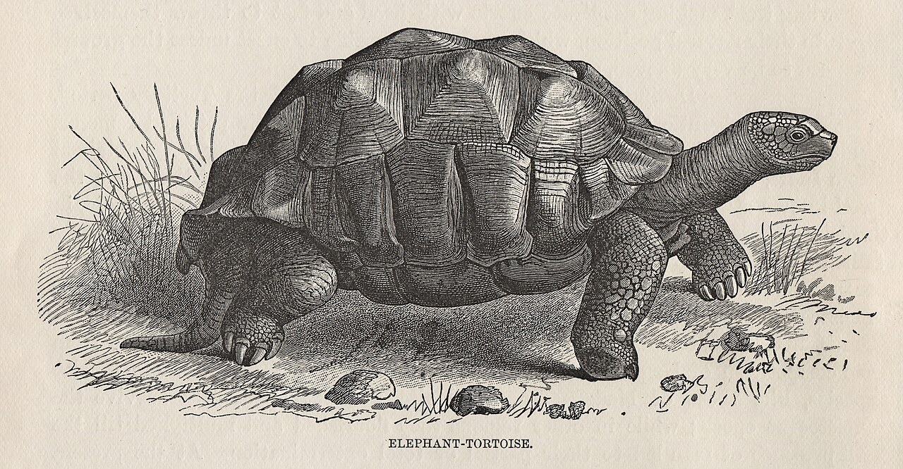 After Almost Going Extinct, Giant Tortoises Now Outnumber People in Seychelles