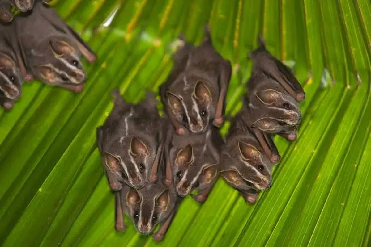six small bats on a leaf