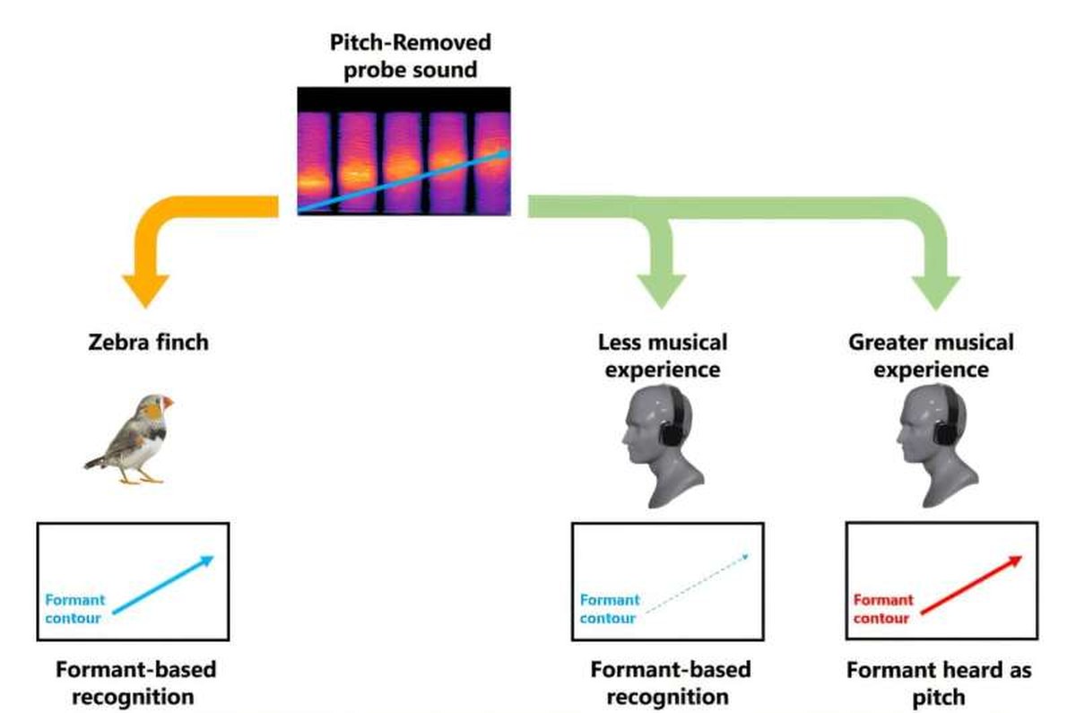 Humans and songbirds hear the same sounds, but organize them differently