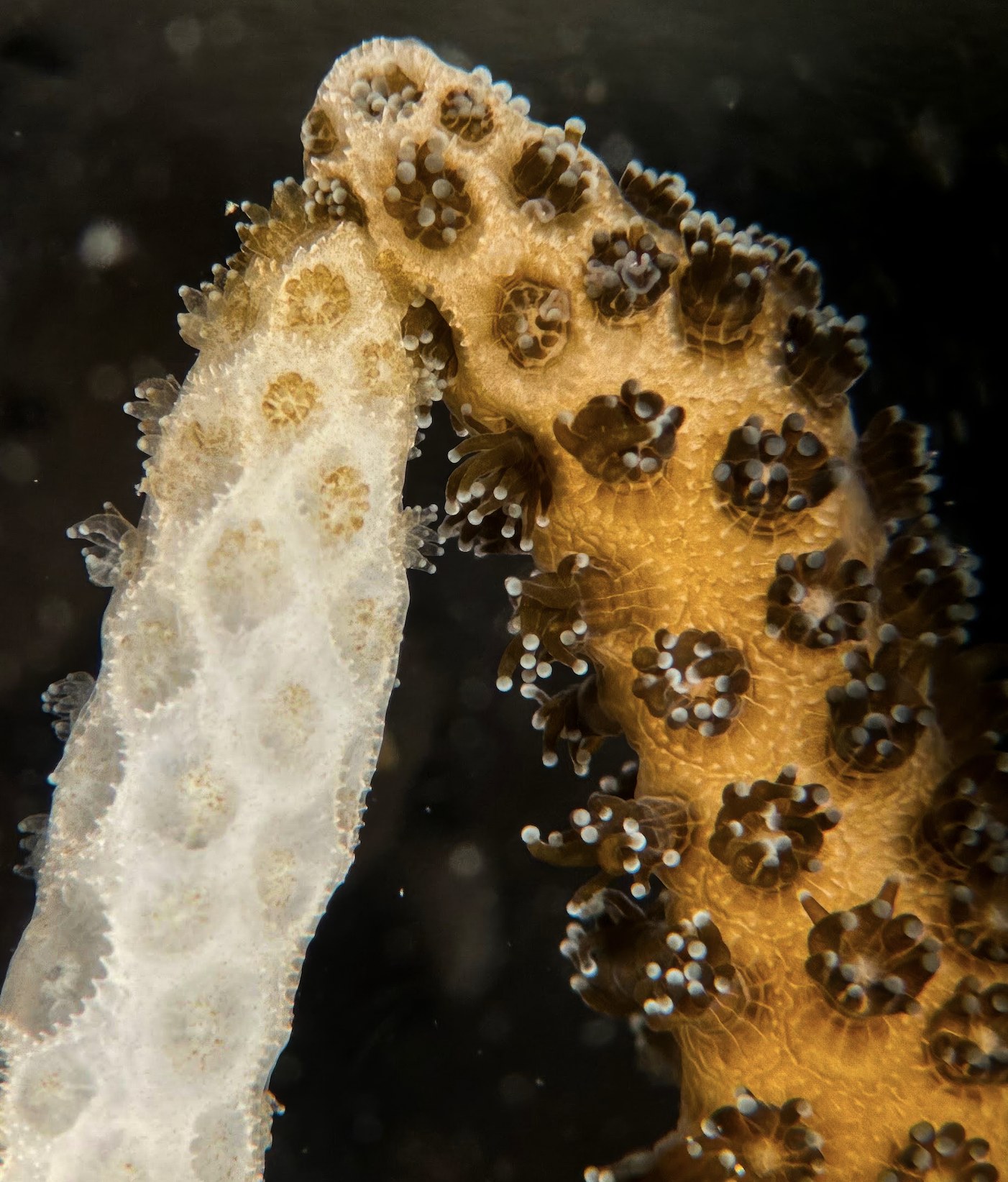 Healthy Corals Can Rescue Bleached Neighbors With Just 1 Week of Direct Contact