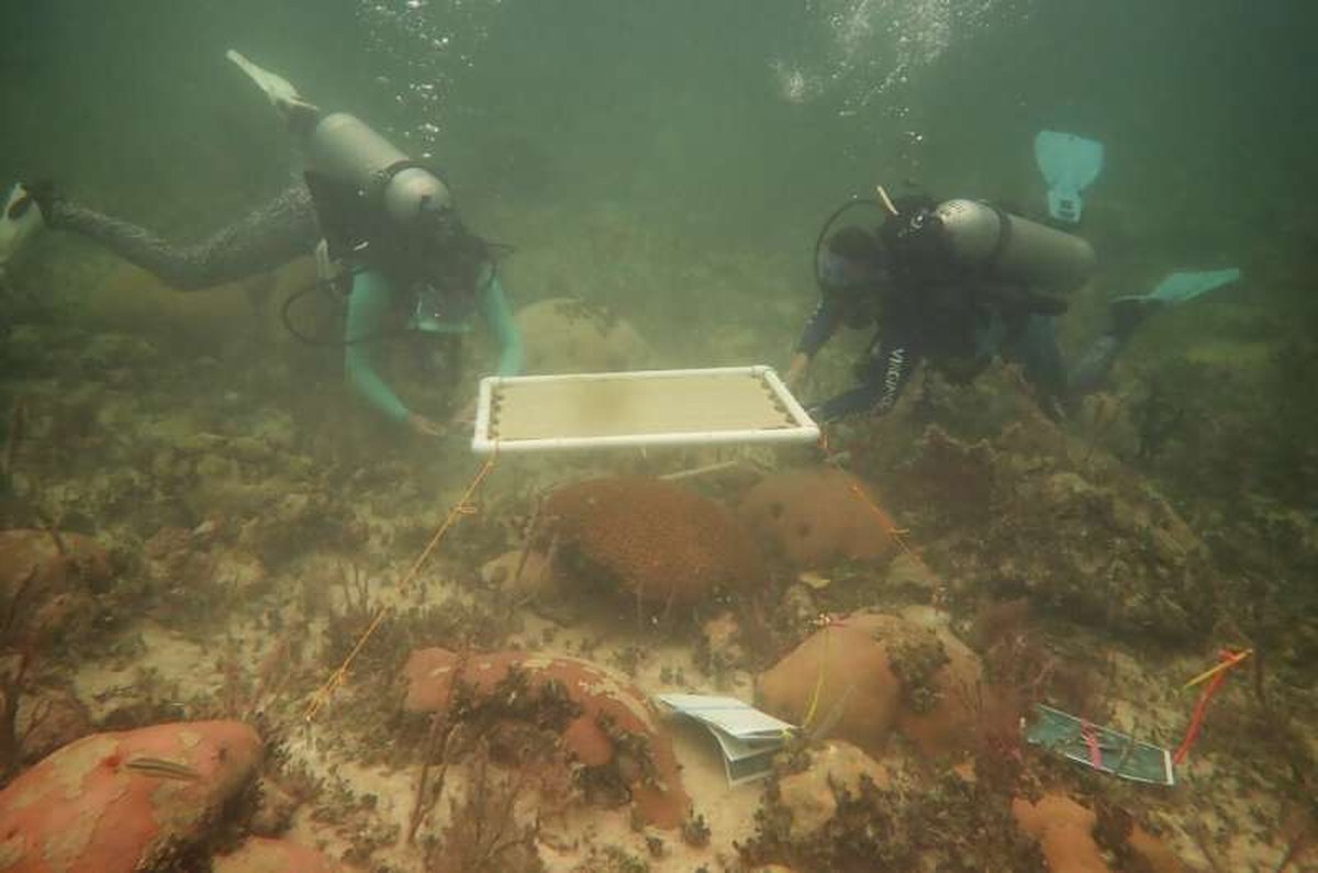Underwater umbrellas for coral reefs could help protect against heat damage, study finds