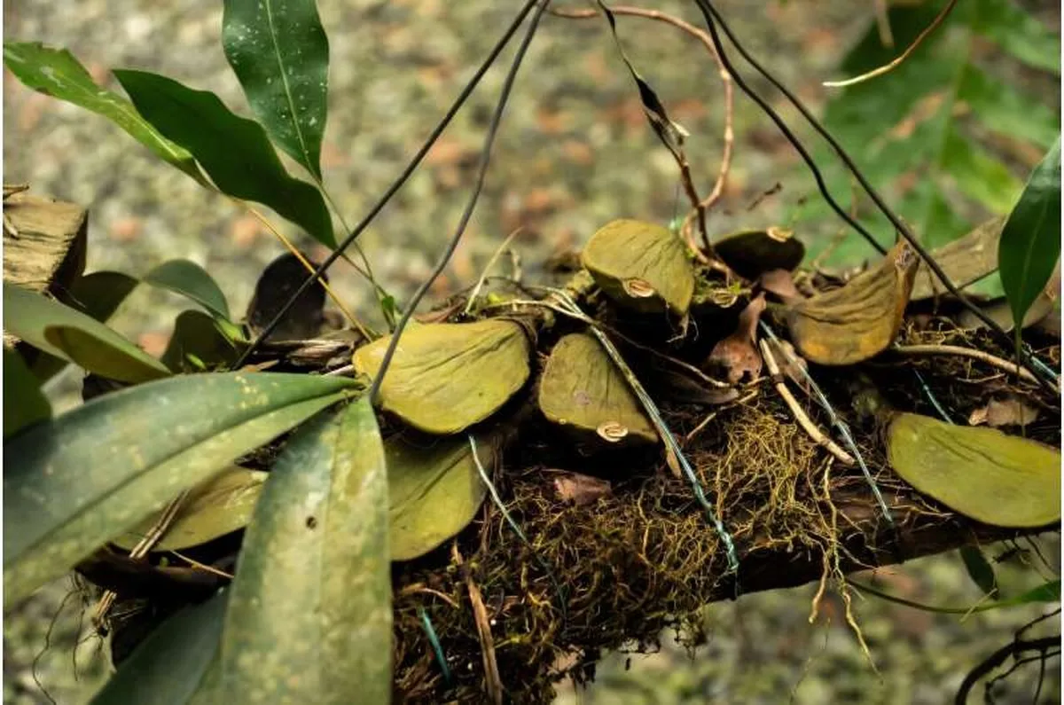 Botanists estimate that Gabon is home to up to 10,000 known plant species