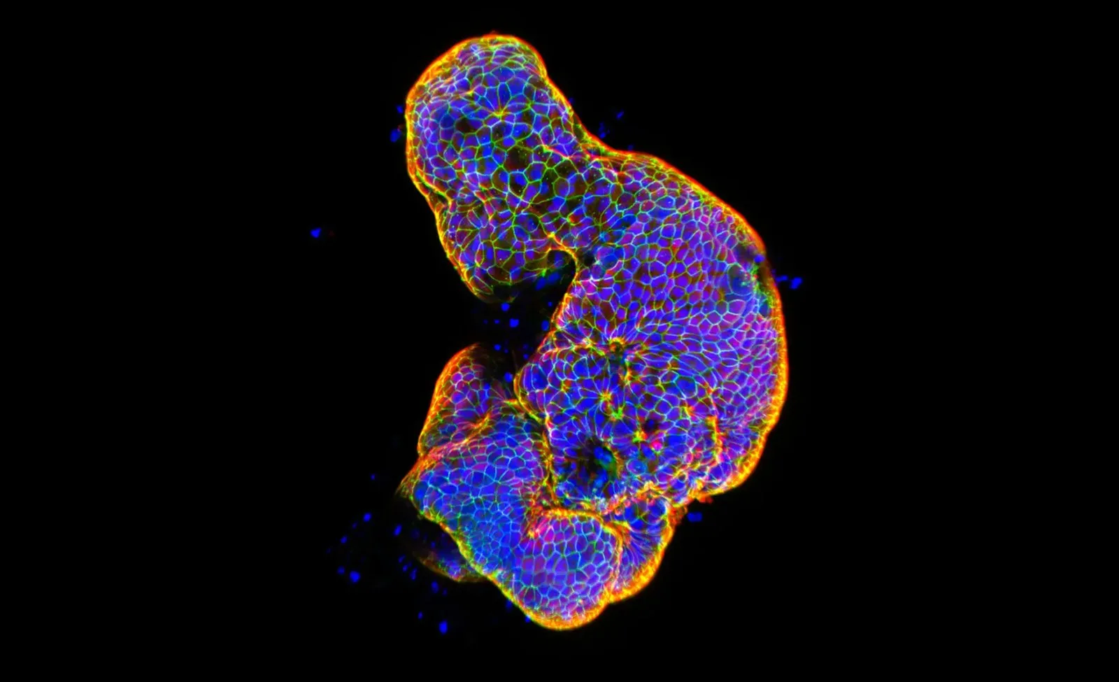 See Inside Cells Like Never Before in These Vivid Microscopic Images