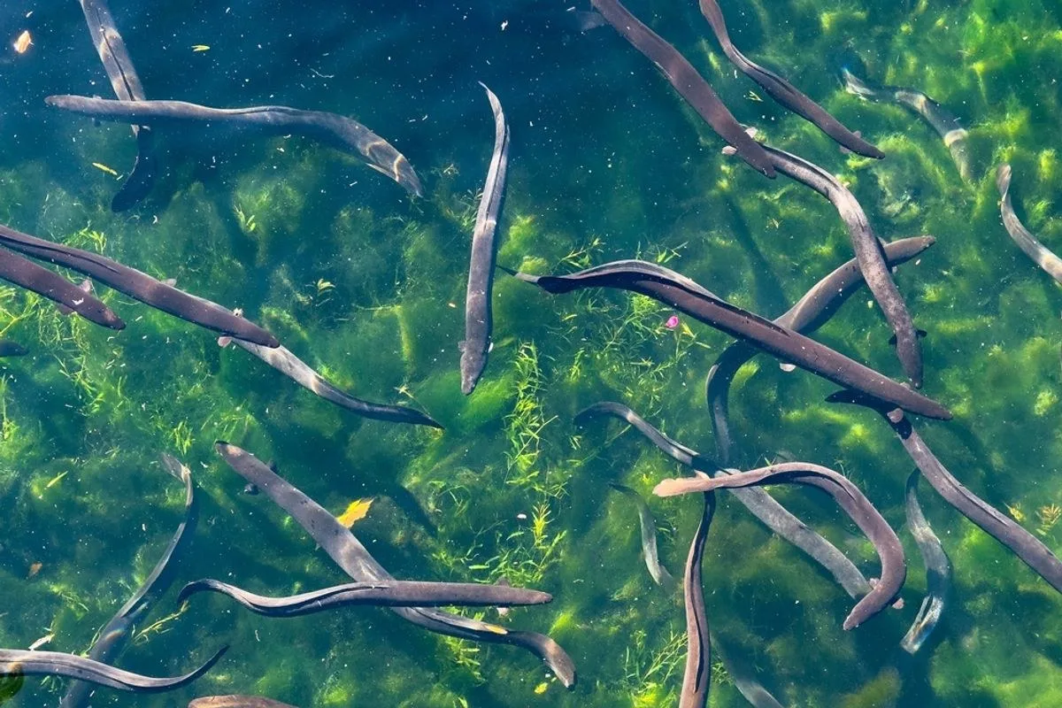 2.8 Million Eels Gather Around an Underwater Volcano Off Tasmania to Spawn, but Why They Choose This Spot Remains a Mystery