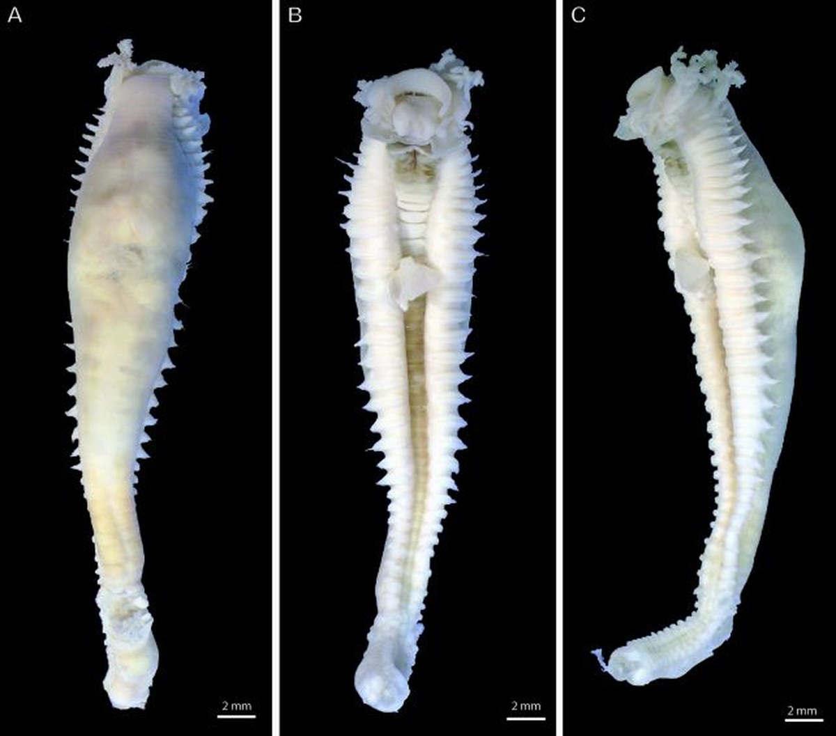 Terebellosuctoria keelingensis. Bu iki solucandan hiçbiri oldukça büyük değil. (The Australian Museum/Dr Elena Kupriyanova et al.)