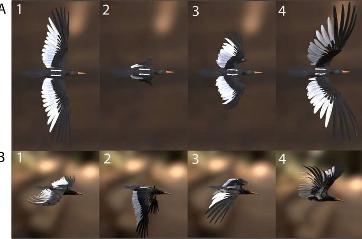 Imperial Woodpecker returns to life as a detailed digital specimen