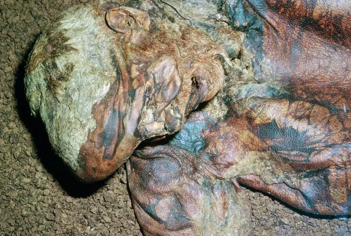 A close up of a preserved bog body with leathery skin and reddish hair.