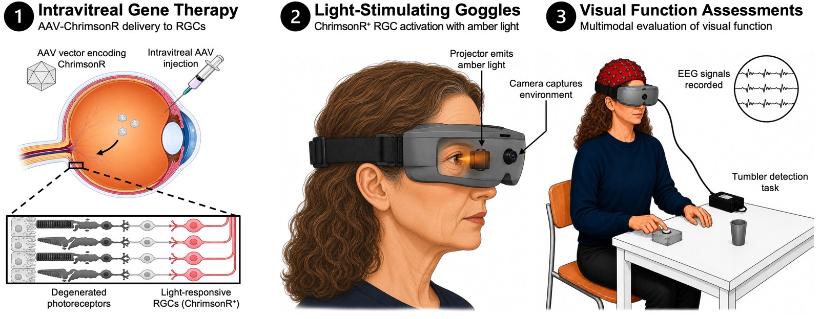 Three-panel illustration showing an eye injection, light-stimulating goggles, and a participant undergoing visual testing with EEG recording.