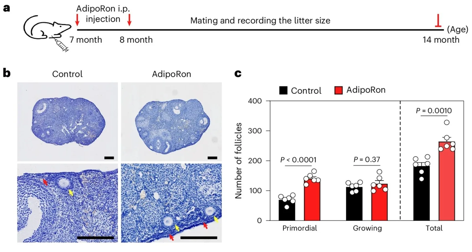 Scientists Identify a Strategy That May Delay Ovarian Aging – And Everyone Has Access to It