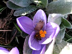 Bee on crocus