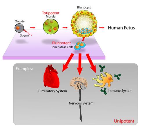 Pluripotent, embryonic stem cells originate as inner cell mass (ICM) cells within a blastocyst. These stem cells can become any tissue in the body, excluding a placenta. Only cells from an earlier stage of the embryo, known as the morula, are totipotent, able to become all tissues in the body and the extraembryonic placenta.