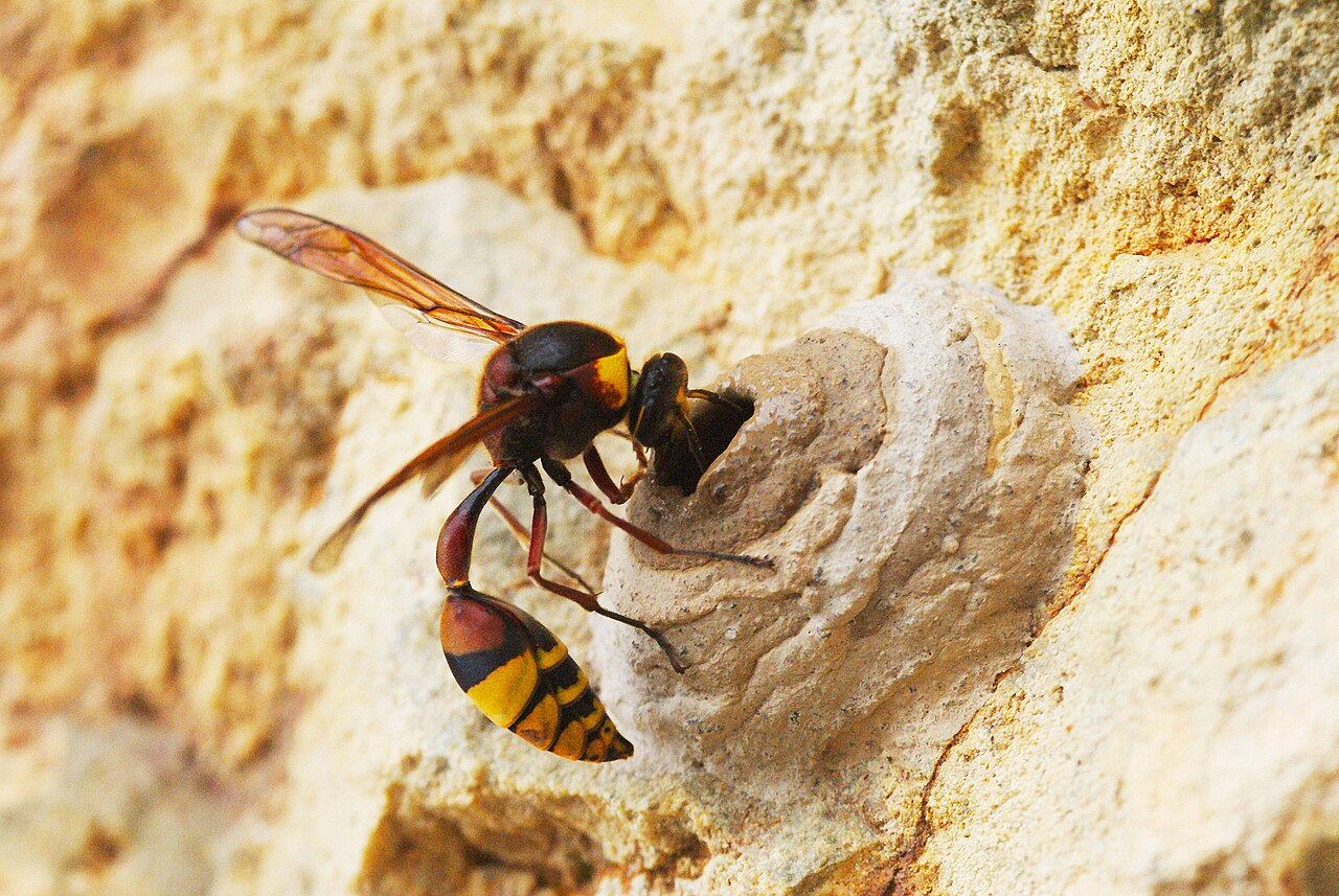 Potter wasp building mud nest for her offspring. Each nest is provisioned with food caught by the mother; one or more eggs are laid inside, and the nest is then sealed.