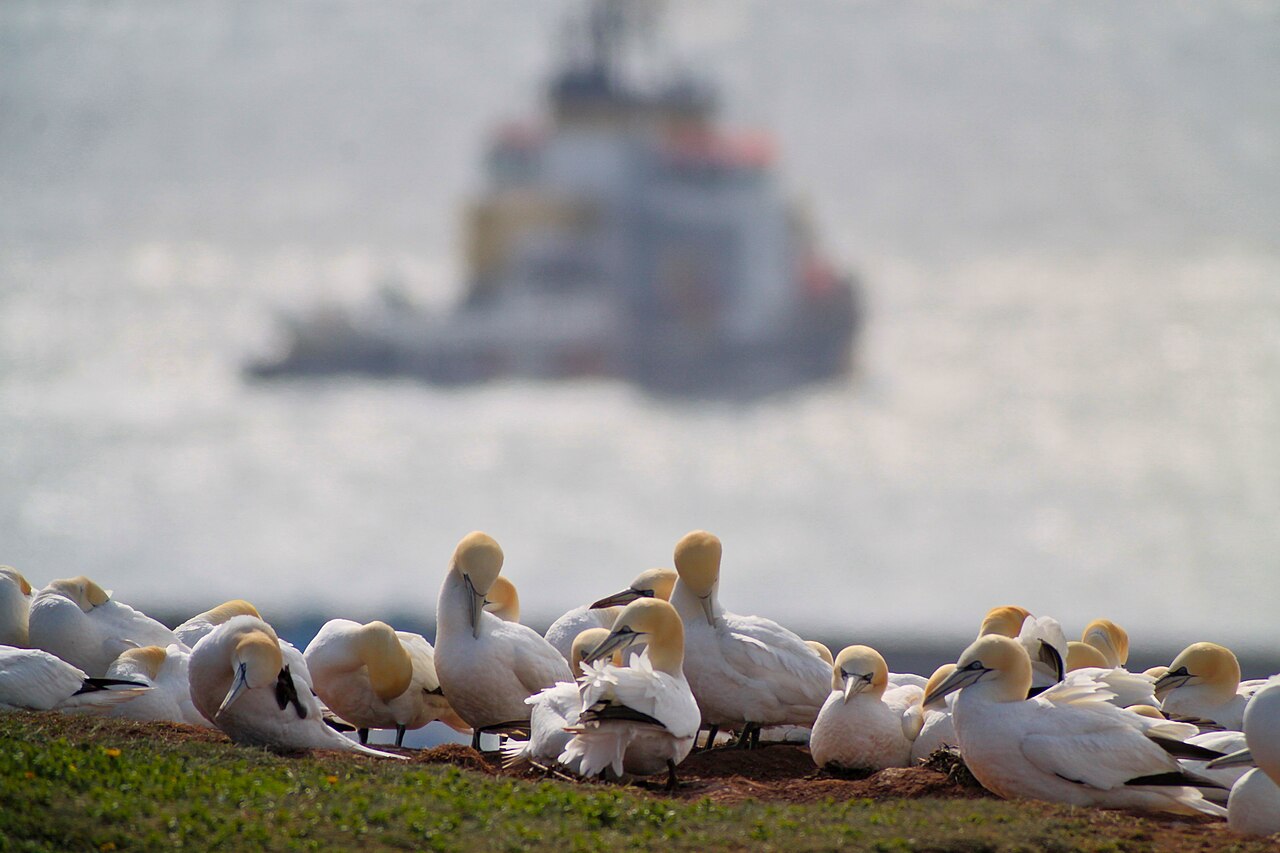 An example of social behavior can be found in this colony of northern gannets.